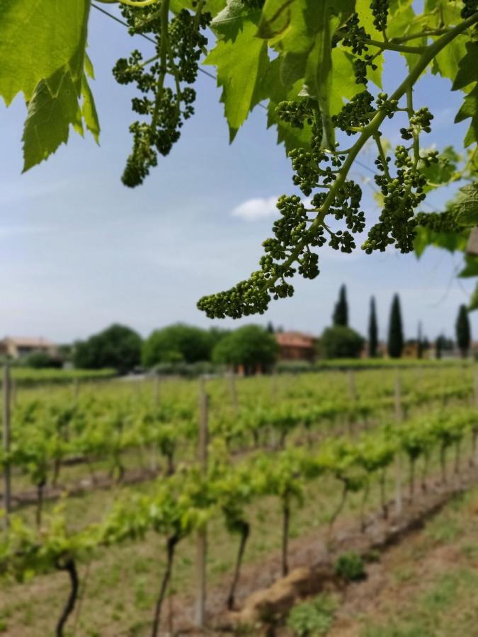 Agriturismo La Vigna Colà المظهر الخارجي الصورة